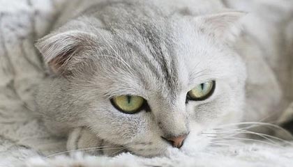 开云平台：开启云端协同的新纪元